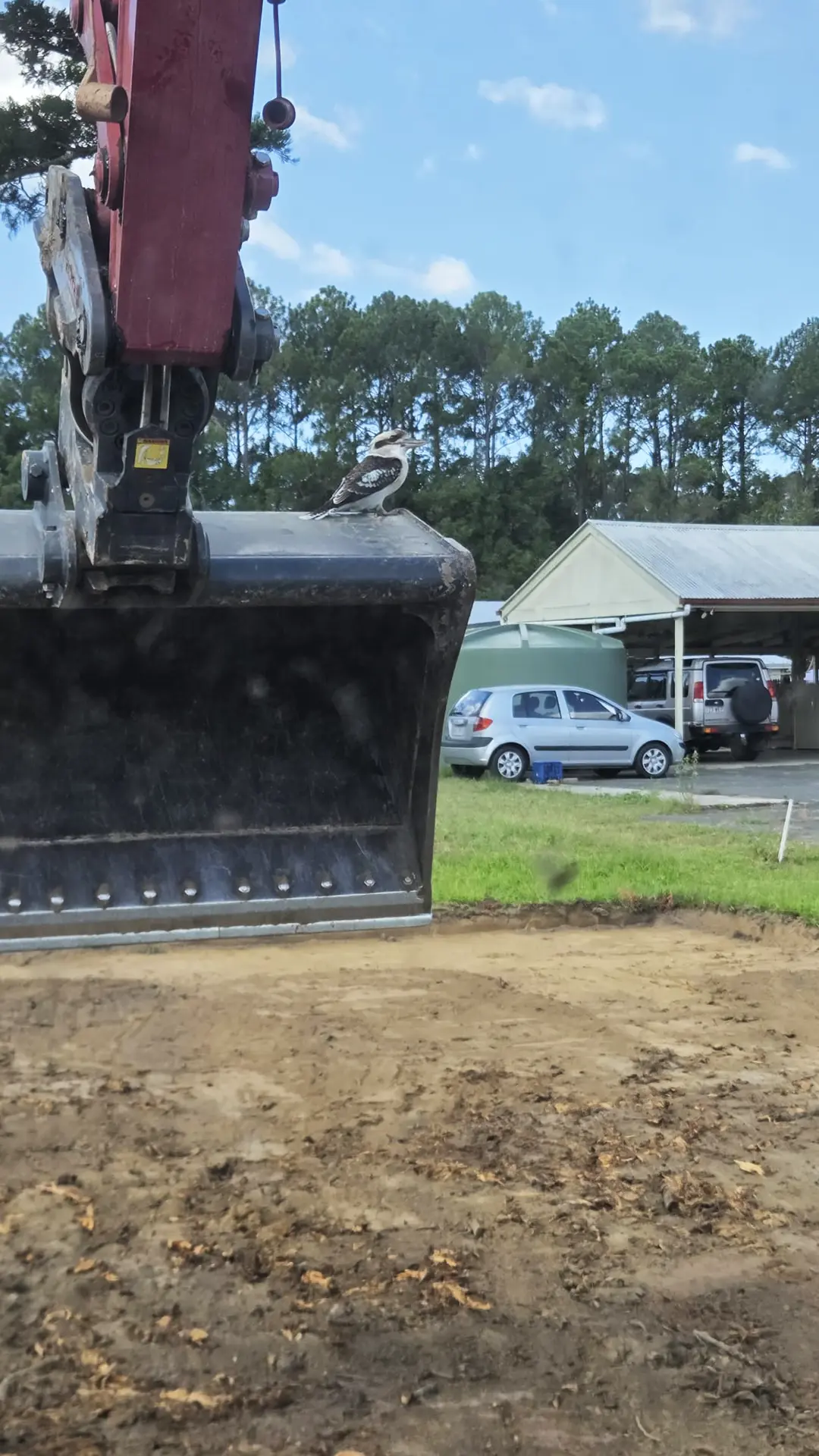 Kookaburra sitting on the old excavator! Kookaburra sitting on the old excavator!